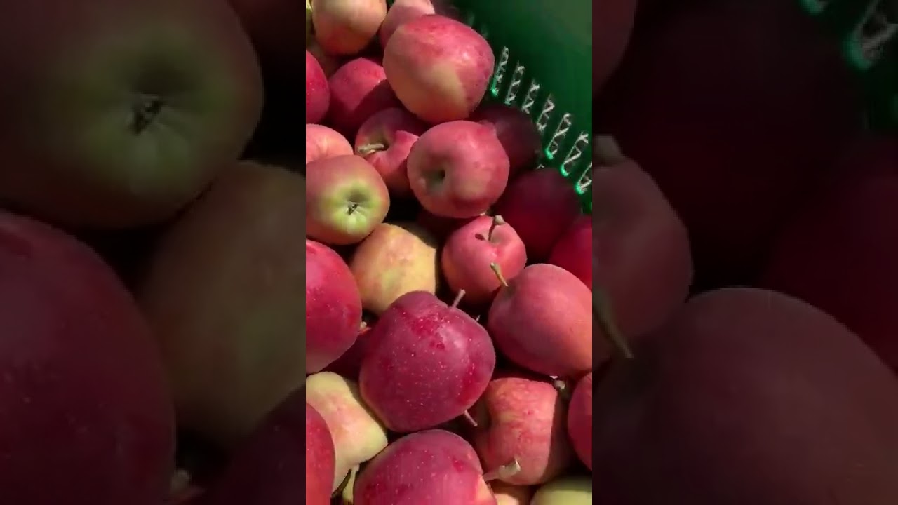 Яблоки оптом Гала в контейнерах урожай 2022