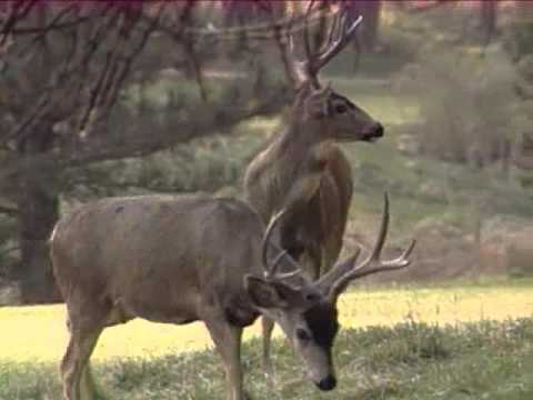 Exploring Our Past: Comparing The Lives Of Native Peoples (#GH4968) Trailer