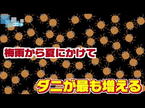 マダニの巣はどこにあるのでしょうか？庭や家ではどんな感じですか？それをどうするか？  庭園