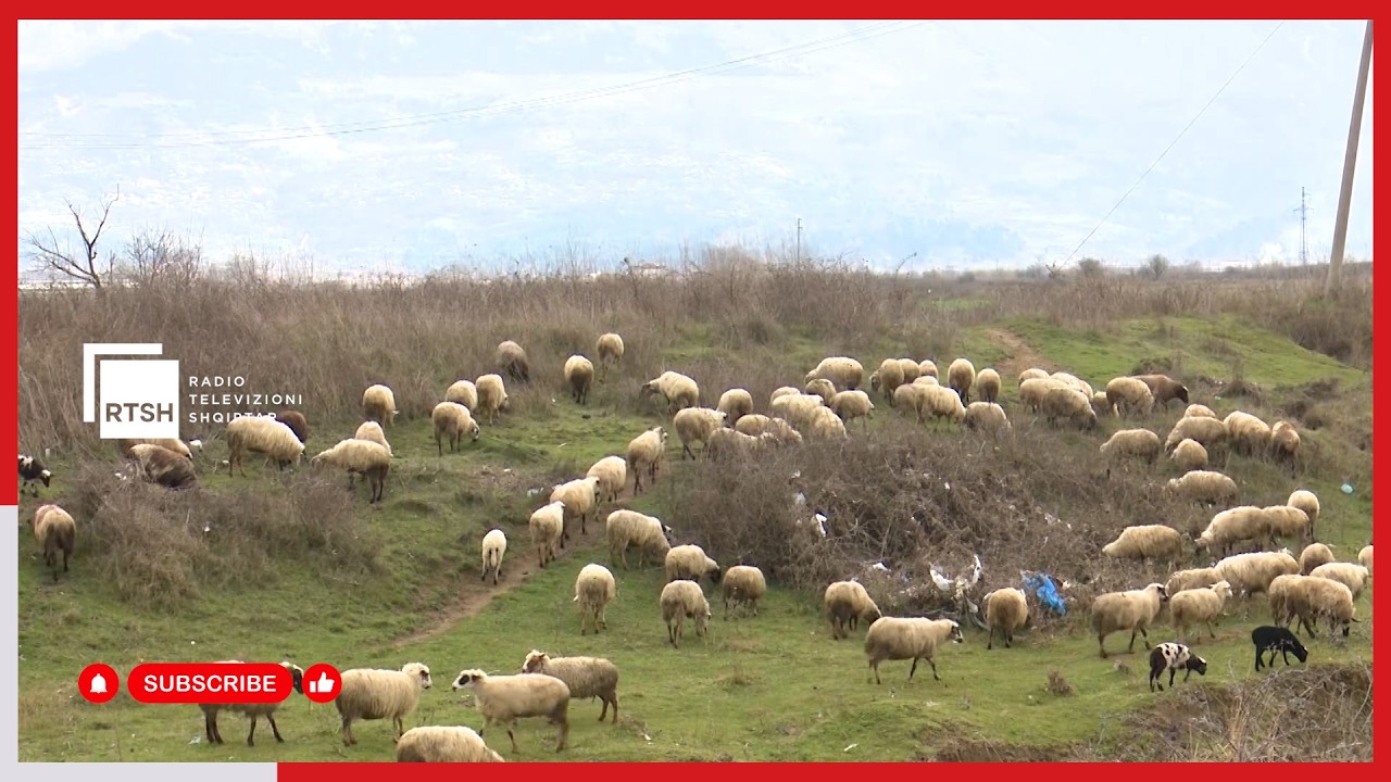 Aplikimet për skemën kombëtare në bujqësi, mbi 500 fermerë të Gjirokastrës të interesuar