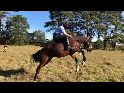 Gineteada em cavalo crioulo incrível