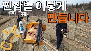 인삼밭 지주목 쉽게 박는방법? 인삼농사 인삼재배