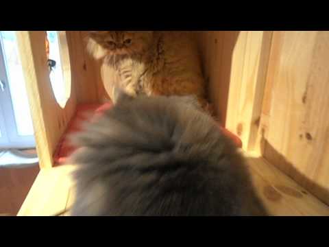 comment construire un arbre a chat