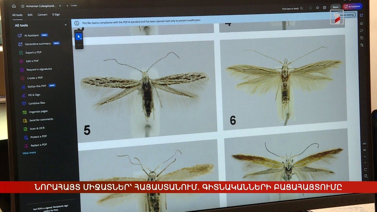 Նորահայտ միջատներ՝ Հայաստանում. գիտնականների բացահայտումը
