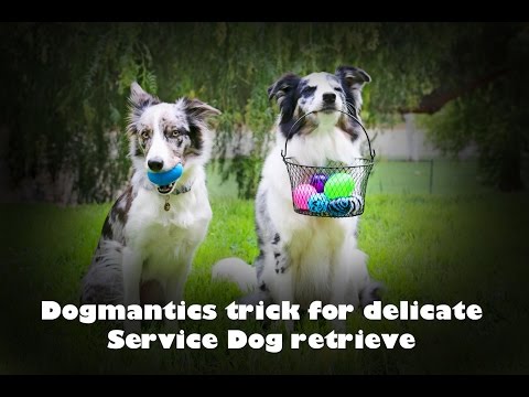 What is Clicker Training