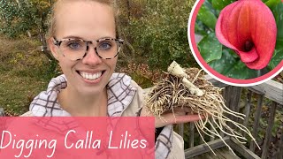 How To Dig And Store Calla Lily Bulbs! | Simply Bloom