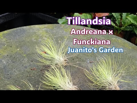 Tillandsia 'Andreana x Funckiana'