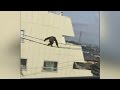 Chimp escapes Japan zoo and falls from power cables