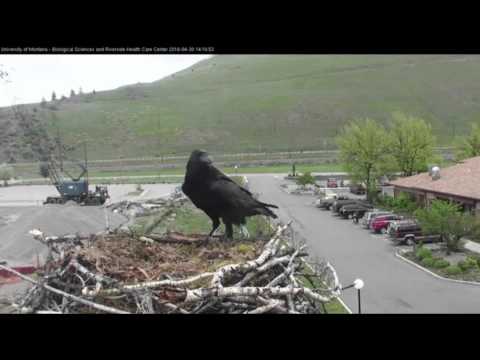 Raven Steels Osprey Egg, April 30, 2016