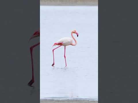 Flamingoh