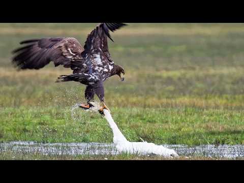This GIANT Drowns Birds! The White-Tailed Eagle is a ferocious predator larger than the Golden Ea...