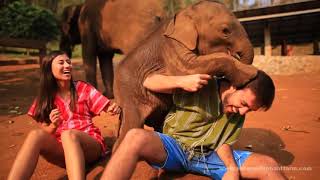 Meet happy elephants and learn to care for them