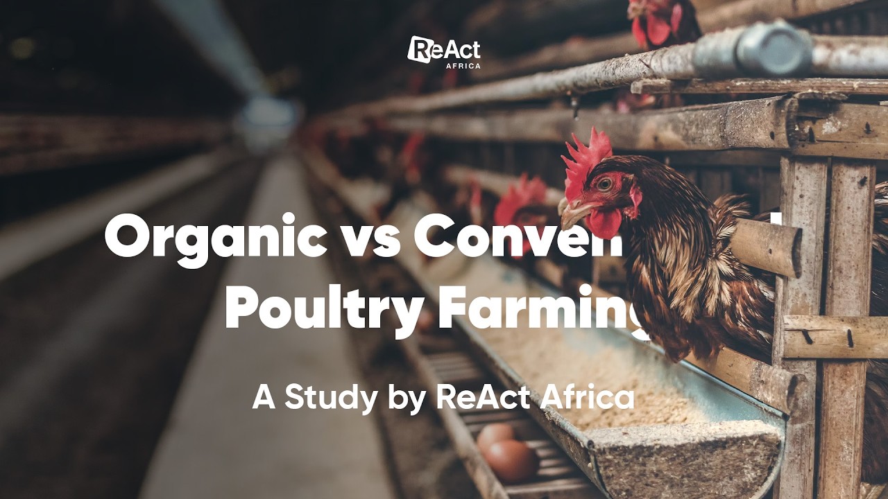 Organic vs Conventional Poultry Farming in Zambia: What We Learned | ReAct Africa