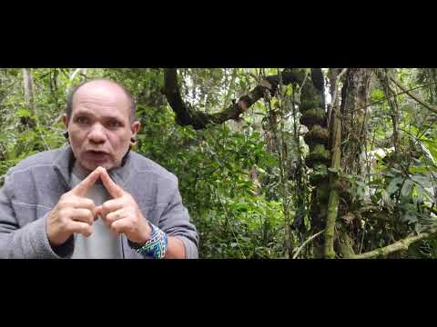 #Conheçam o Cipó mariri e a Rainha chacrona#medicinadafloresta #ayahuascaretreat#jurema #pachamama