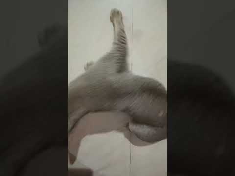 Ma bachhi #amravati #song #amravtikar