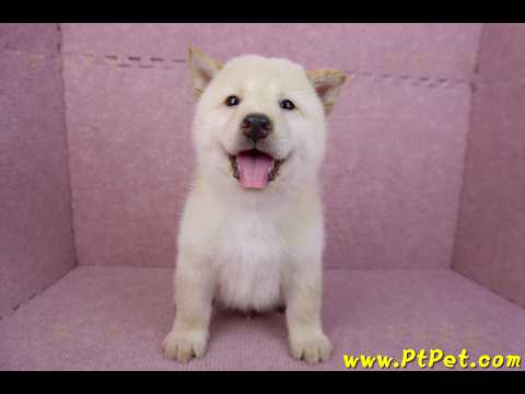 05/24白色柴犬公幼犬(新北新莊)