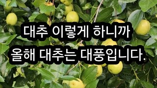 대추나무 이렇게 하니까 올해 대추는 대풍입니다