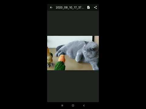 Screen to GIF APNG (Pro) Video