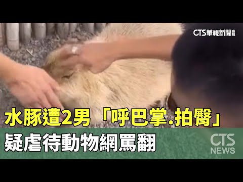 水豚遭2男「呼巴掌.拍臀」　　疑虐待動物網罵翻