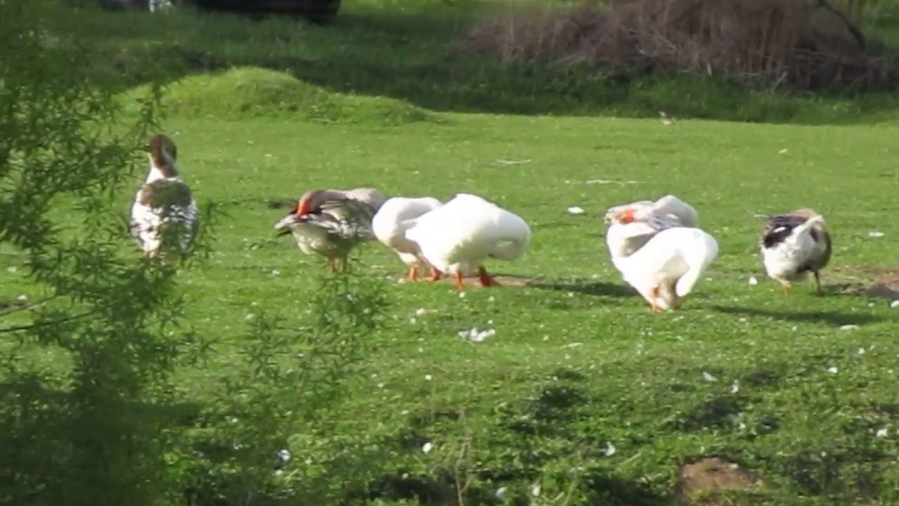 Цифровой фотоаппарат Canon IXUS 185, черный