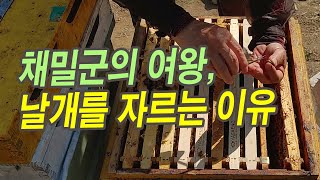 채밀군의 여왕, 날개를 자르는 이유