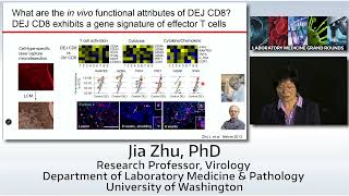 Genital Herpes: Spatiotemporal Battlefield Mapping to In Vitro Modeling & Antiviral Drug Discovery