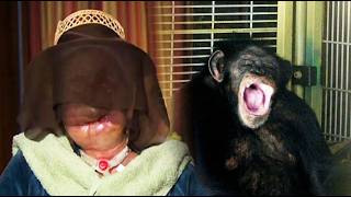 Unnecessary Stories: Travis the Chimp and Charla Nash