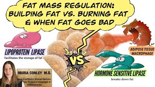 Fat Mass Regulation: Building Fat vs. Burning Fat and When Fat Goes Bad