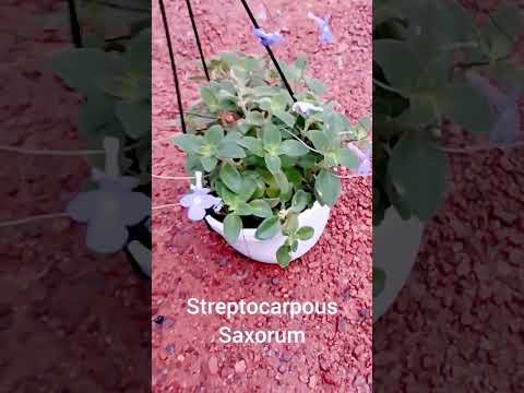 streptocarpous saxorum#plant lovers#plant care
