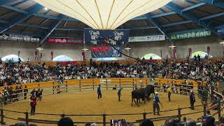 日本四國愛媛宇和島鬥牛場（令和7年秋場所）關脇戰，“仁王”對戰“天神”。