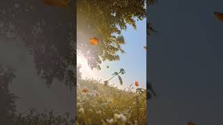 Download lagu Pilihan Hatiku #pilihanhatiku #meisitalomania #cover #story #storywa #shortvideo #shorts mp3 Download lagu Pilihan Hatiku #pilihanhatiku #meisitalomania #cover #story #storywa #shortvideo #shorts mp3