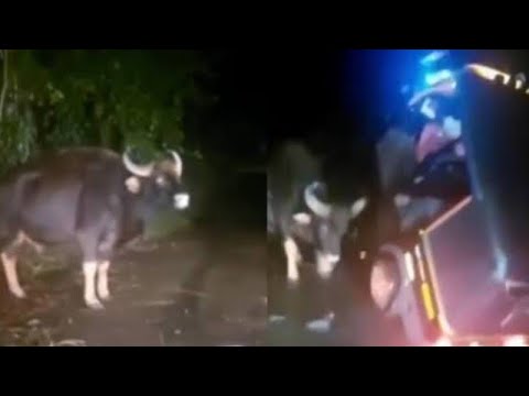 Horrifying! Gaur/Indian Bison🦬 Knocks Auto rickshaw With its Head.  #NatureAndHeritage. |Wildlife's|