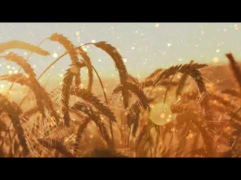 Bolesti srca - Safet Kuduzović