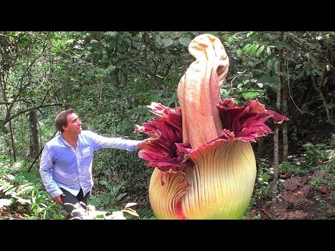 15 Plants You Won’t Believe Actually Exist