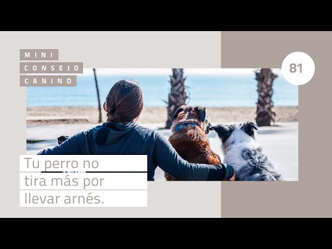 Tu perro no tira más por llevar un arnés
