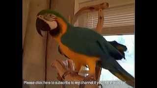 Nobody likes a BOGAN !