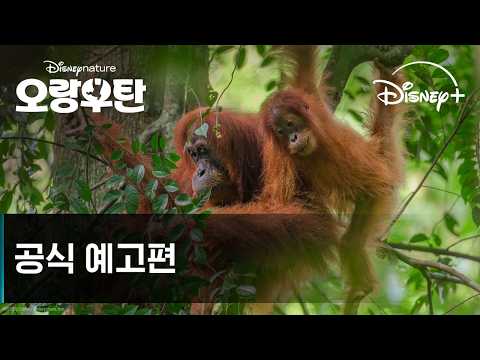 오랑우탄 | 공식 예고편 | 디즈니+