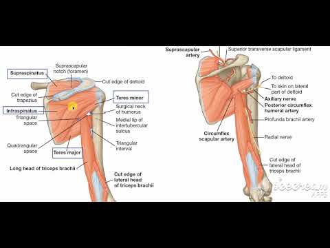 Shoulder muscles attachment 1