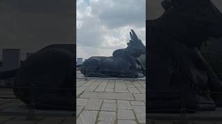 Download lagu Amba 🐮🐄 #amba #cow #animallovers #trending #shorts mp3