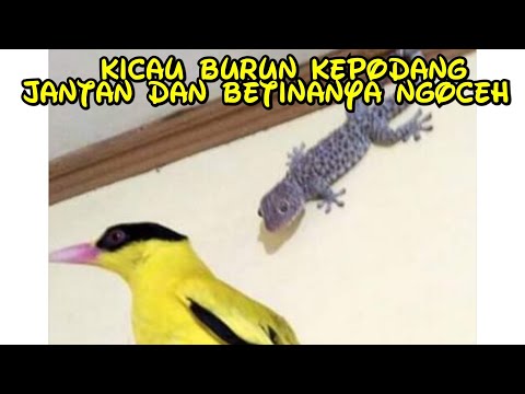 Kepodang Novyj Trend Smotret Onlajn Na Sajte Trendovi Ru