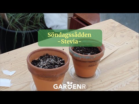 Söndagssådden - Stevia - Trädgårdshacks med GardenR