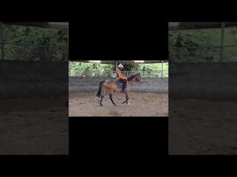 ** 3 Year Old NH TB For Sale** - Image 2