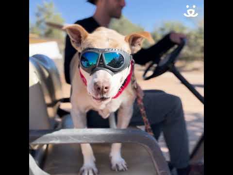 Quirky thanks from the animals at Best Friends