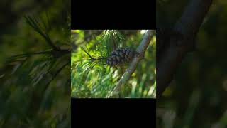 Download lagu 10/9/24 Hike along the Trail at Redbird State Recreation Area in Dugger Indiana mp3