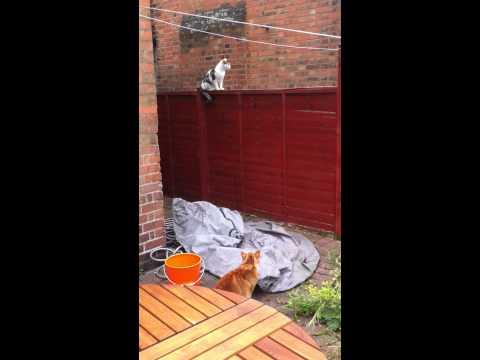 Tom and another cat chatting to each other