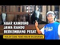 AGAR TERNAK KAMBING JAWA RANDU BERKEMBANG PESAT AGROTV9
