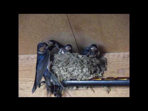 comment construire un nid d'hirondelle