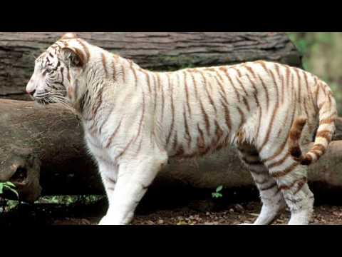 a well deserved tribute to tigers