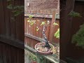 Absolutely Gutted - Silver Birch Bonsai Dieback