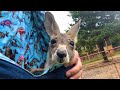 How to Eat Baby Kangaroo (real)